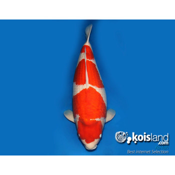 Mejores peces koi seleccionados por koisland