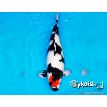 Mejores peces koi  por koisland