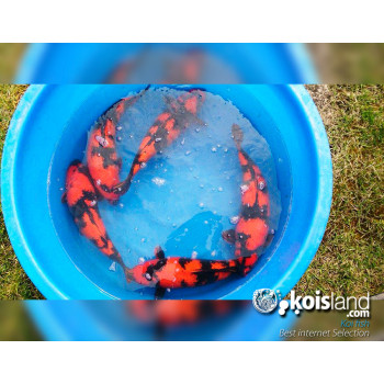 Mejores peces koi seleccionados por koisland