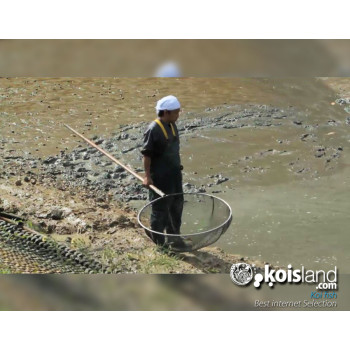 Mejores peces koi seleccionados por koisland