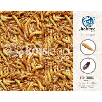 Alimento Vivo - Tenebrio Molitor - Gusano de Harina