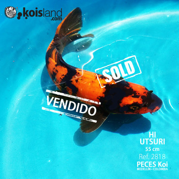 REF.2818 - Hi Utsuri MACHO