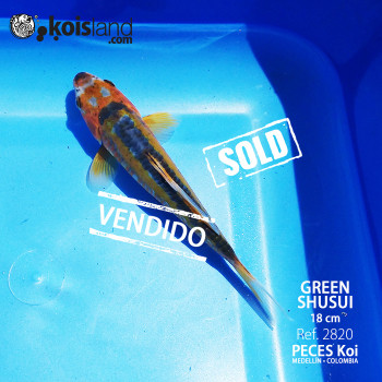 REF.2820 - Green Shusui MACHO REF.2820 - Green Shusui MACHO