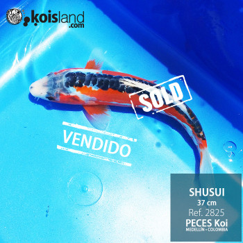 REF.2825 - Shusui MACHO REF.2825 - Shusui MACHO