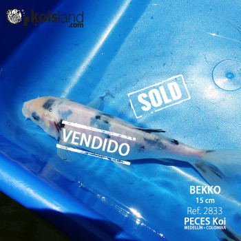 REF.2833 -Bekko