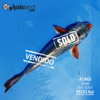 REF.3004 - ASAGI 15cm REF.3004 - ASAGI 15cm