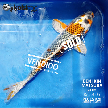 REF.3006 - Beni KIN Matsuba 24cm REF.3006 - Beni KIN Matsuba 24cm