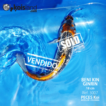 REF.3007 - Beni KIN Ginrin 18cm