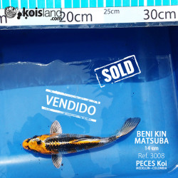 REF.3008 - Beni KIN Matsuba 14cm