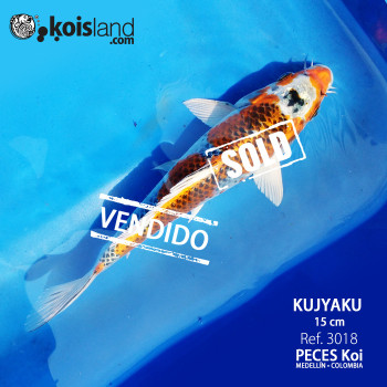 REF.3018 - Kujyaku 15cm