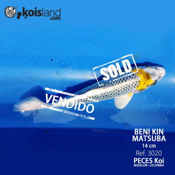 REF.3020 - Beni KIN Matsuba 14cm REF.3020 - Beni KIN Matsuba 14cm
