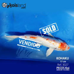 REF.3027 - Kohaku 17cm