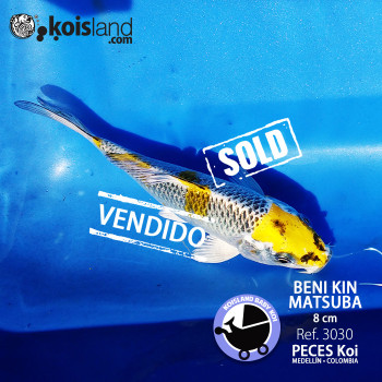 REF.3030 - Beni KIN Matsuba 8cm REF.3030 - Beni KIN Matsuba 8cm