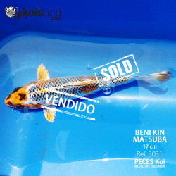 REF.3031 - Beni KIN Matsuba 17cm