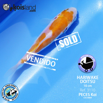 REF.3110 - Hariwake Doitsu