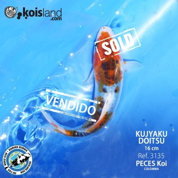 REF.3135 - Kujyaku Doitsu 16cm