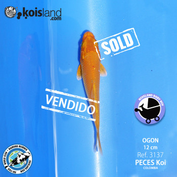 REF.3137 - Ogon 12cm REF.3137 - Ogon 12cm