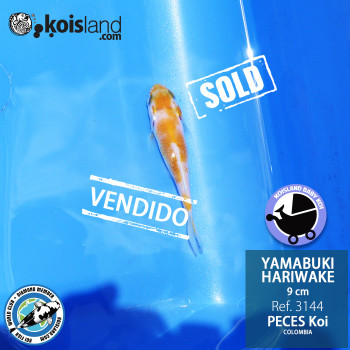 REF.3144 - Yamabuki Hariwake 9cm