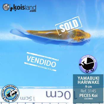 REF.3145 - Yamabuki Hariwake 9cm