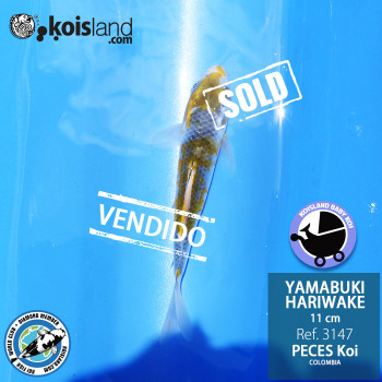 REF.3147 - Yamabuki Hariwake 11cm