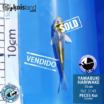 REF.3148 - Yamabuki Hariwake 13cm