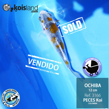 REF.3166 - Ochiba 12cm