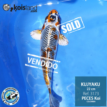 REF.3173 - Kujyaku 22cm REF.3173 - Kujyaku 22cm