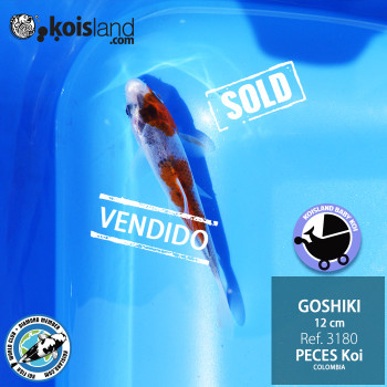 REF.3180 - Goshiki 12cm