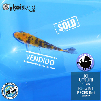 REF.3191 - Ki Utsuri 10cm