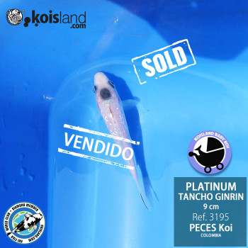 REF.3195 - Tancho Platinum Ginrin 9cm REF.3195 - Tancho Platinum Ginrin 9cm