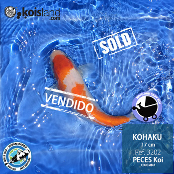REF.3202 - Kohaku 17cm