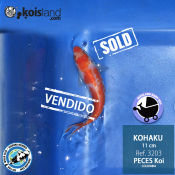 REF.3203 - Kohaku 11cm