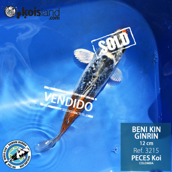 REF.3215 - Beni KIN Ginrin 12cm