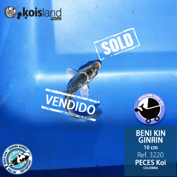 REF.3220 - Beni KIN Ginrin 10cm