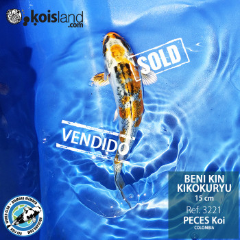 REF.3221 - Beni KIN Kikokuryu 15cm