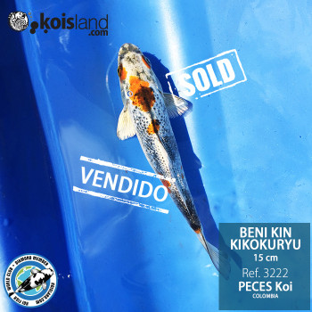 REF.3222 - Beni KIN Kikokuryu 15cm