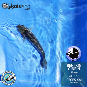 REF.3223 - Beni KIN Ginrin 10cm