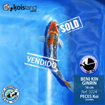 REF.3224 - Beni KIN Ginrin 16cm