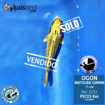 REF.3233 - Ogon Matsuba Ginrin 11cm