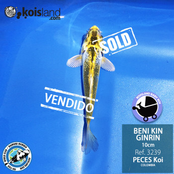 REF.3239 - Beni KIN Ginrin 10cm