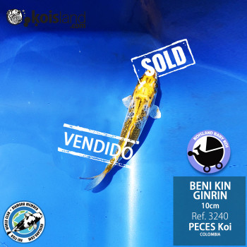 REF.3240 - Beni KIN Ginrin 10cm