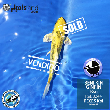 REF.3244 - Beni KIN Ginrin 10cm