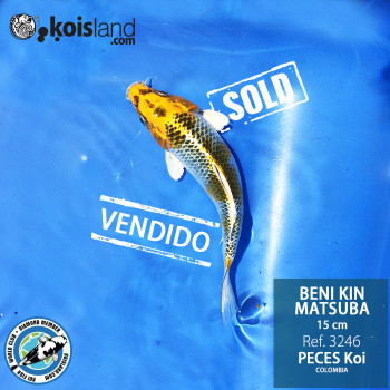 REF.3246 - Beni KIN Matsuba 15cm