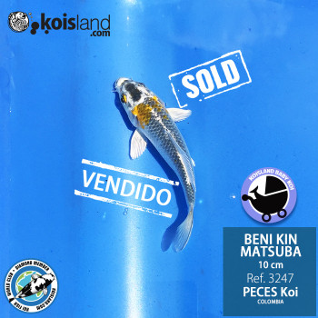 REF.3247 - Beni KIN Matsuba 10cm