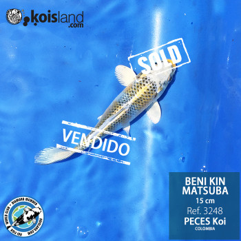 REF.3248 - Beni KIN Matsuba 15cm