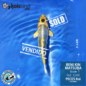 REF.3249 - Beni KIN Matsuba 15cm