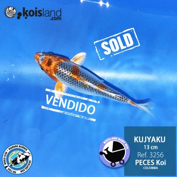 REF.3256 - Kujyaku 13cm REF.3256 - Kujyaku 13cm