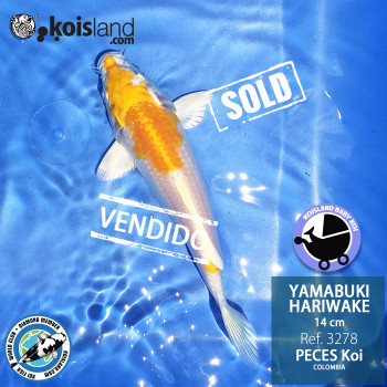 REF.3278 - Yamabuki Hariwake 14cm REF.3278 - Yamabuki Hariwake 14cm
