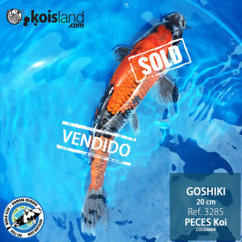 REF.3285 - Goshiki 20cm REF.3285 - Goshiki 20cm