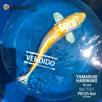REF.3301 - Yamabuki Hariwake 45cm